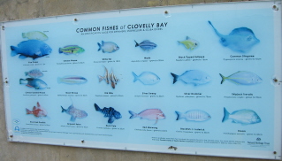 Common Fishes of Clovelly Bay